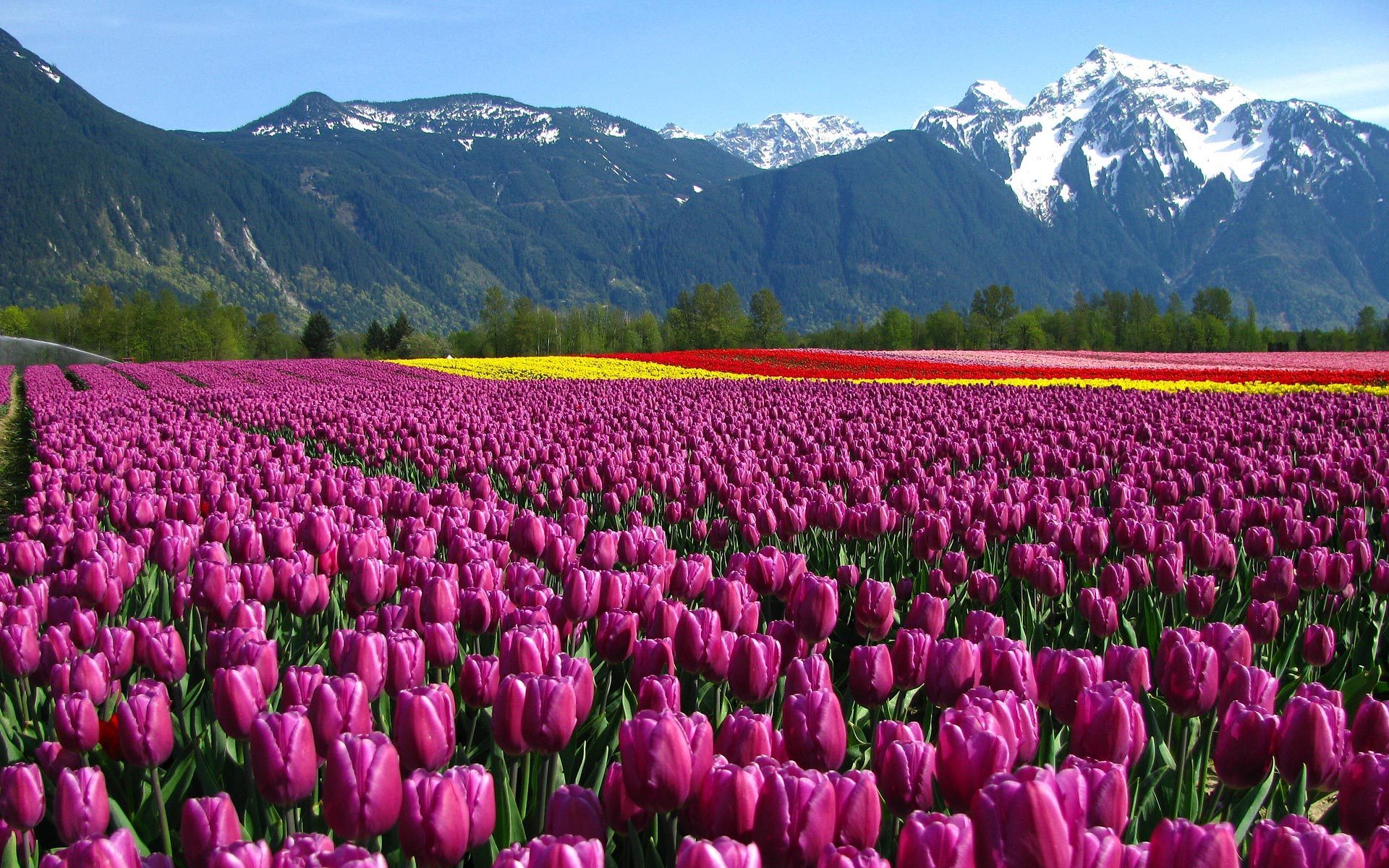 The Splendour of Tulips in Kashmir! – Agrasar Foundation